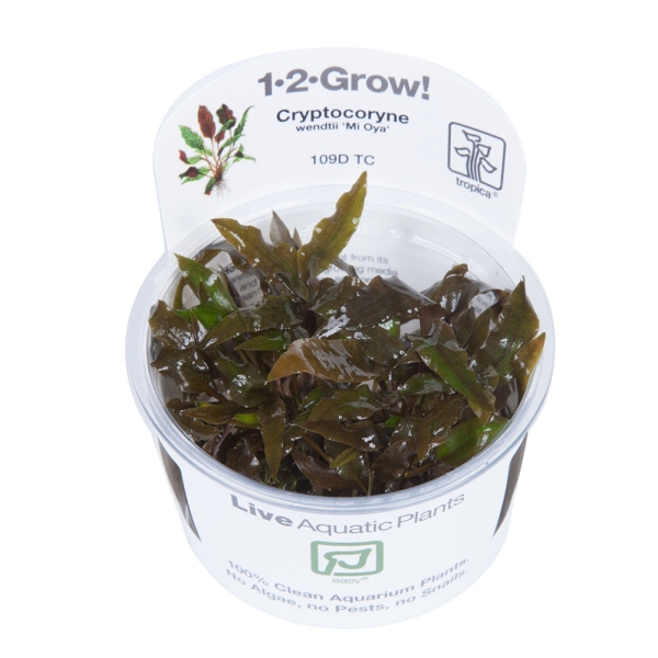 Cryptocoryne wendtii 'Mi Oya' - Mi Oya Wasserkelch 1-2-Grow!